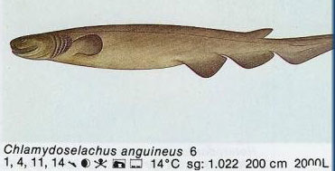 Chlamydoselachus anguineus